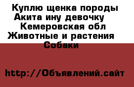 Куплю щенка породы Акита-ину(девочку) - Кемеровская обл. Животные и растения » Собаки   